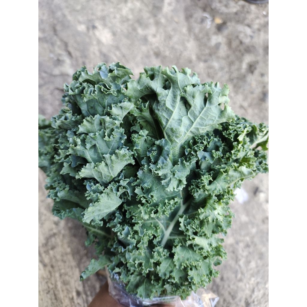 

daun kale/ikat