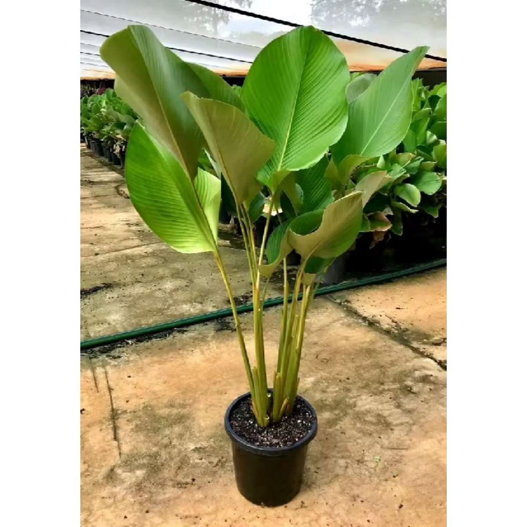 Tanaman hias hidup calahtea lutea / pohon pisang-pisangan