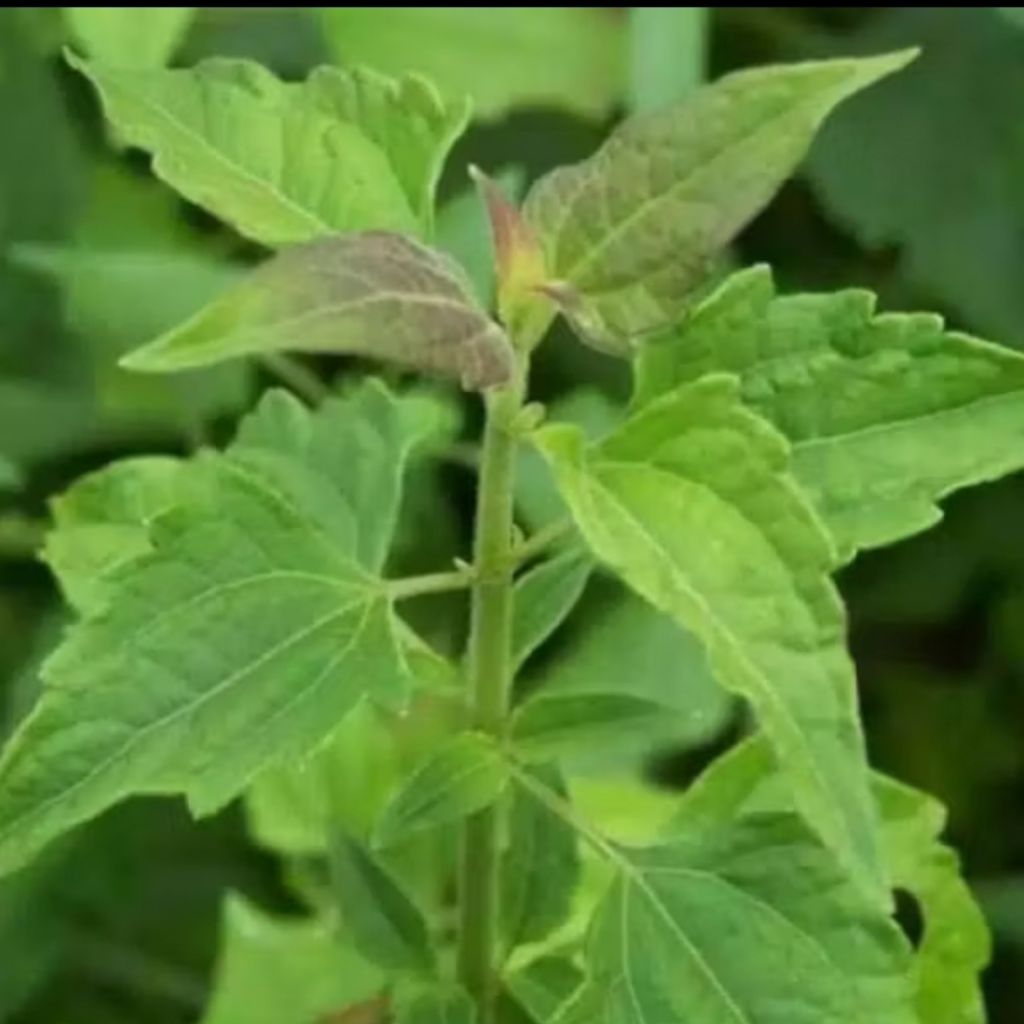 

daun balakacida daun herbal per lembar