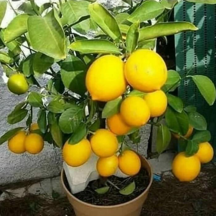 Bibit Jeruk Lemon California