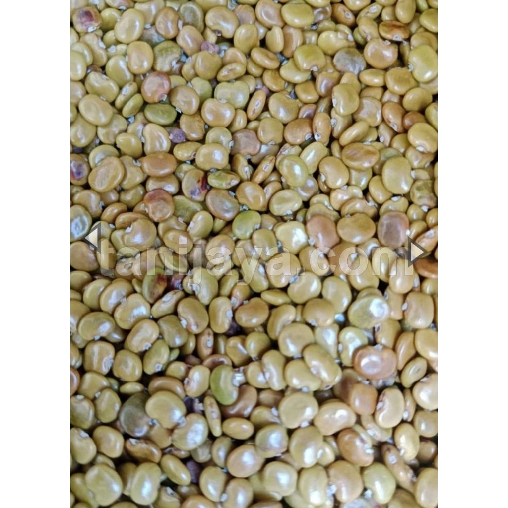 Benih kacang cc Calopogonium Caeruleum