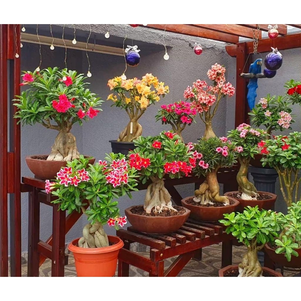 ADENIUM KAMBOJA JEPANG BUNGA TUMPUK//4 WARNA NEW