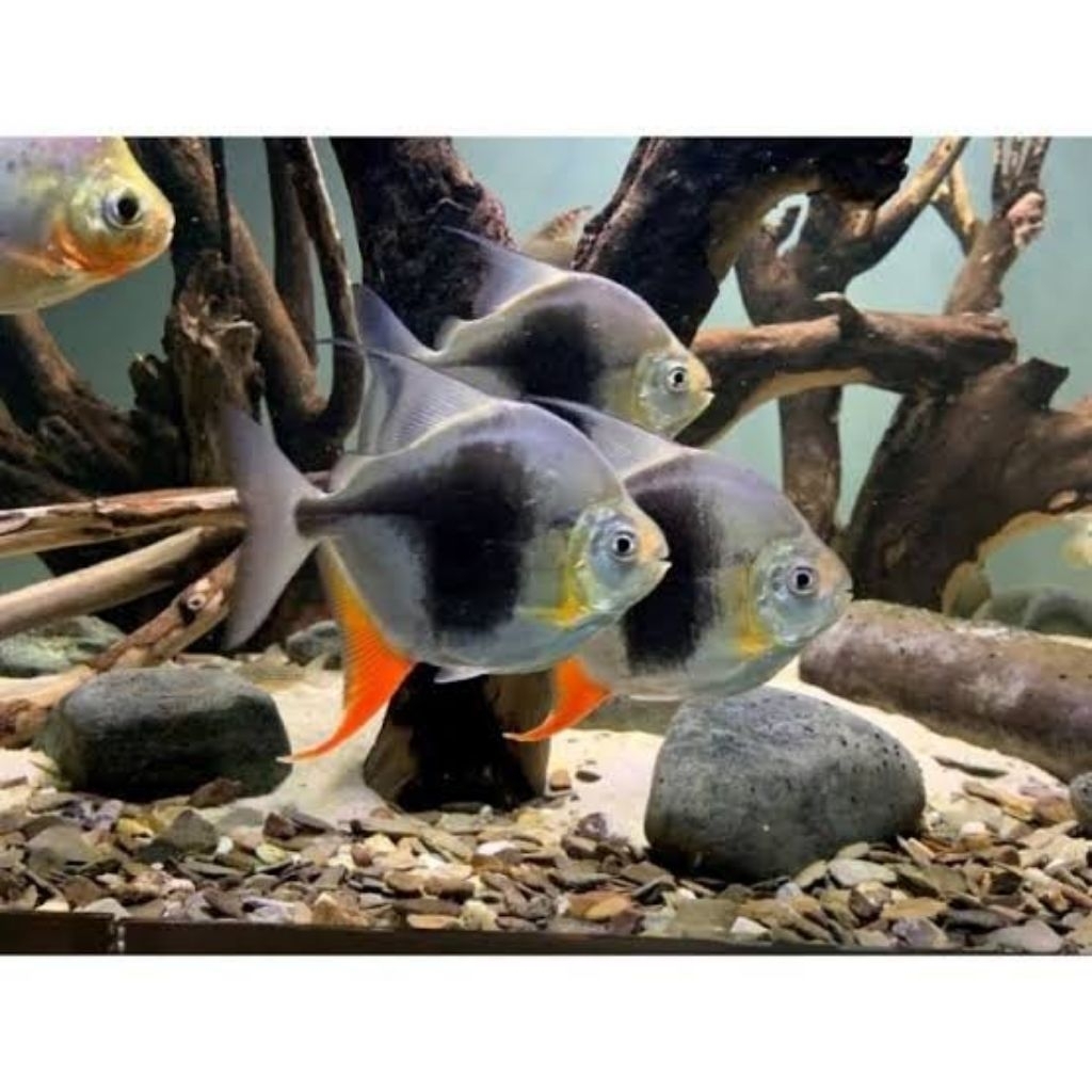 

Stiker Myleus BlackBerry