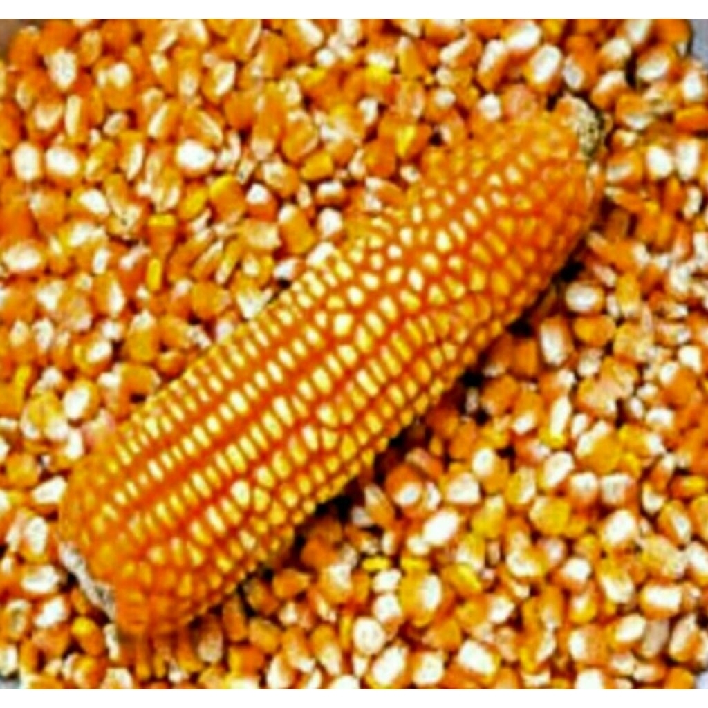 

Jagung Pipil Kering "Tanggung Besar" Kemasan 1Kg