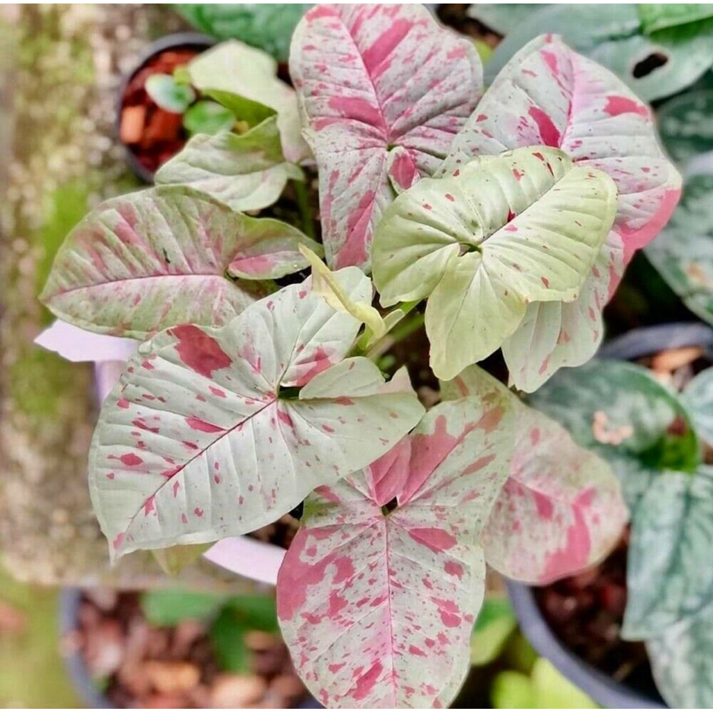 Syngonium milk confetti