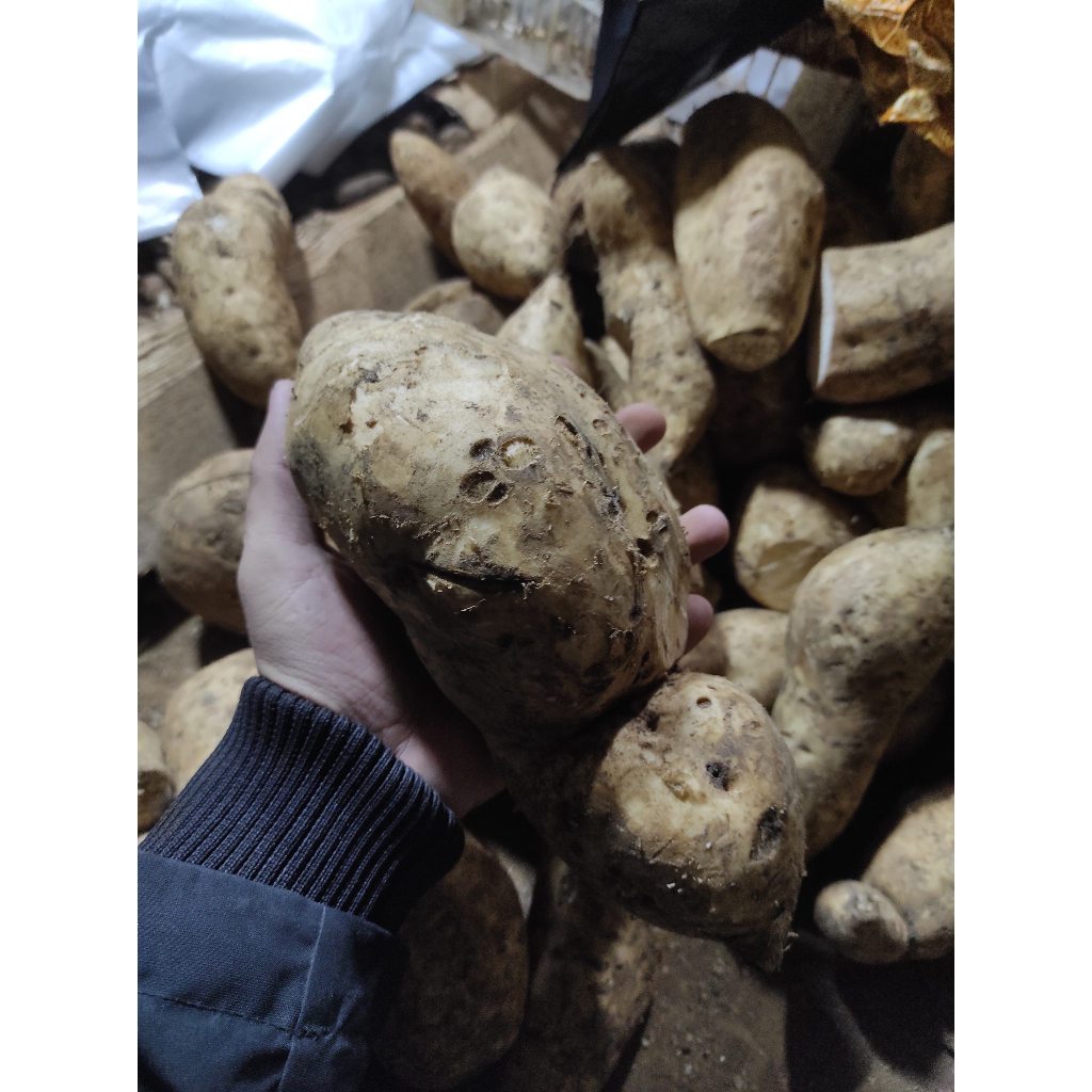 

Ubi Cilembu 1 Kg / Ubi Cilembu Madu / Ubi Manohara