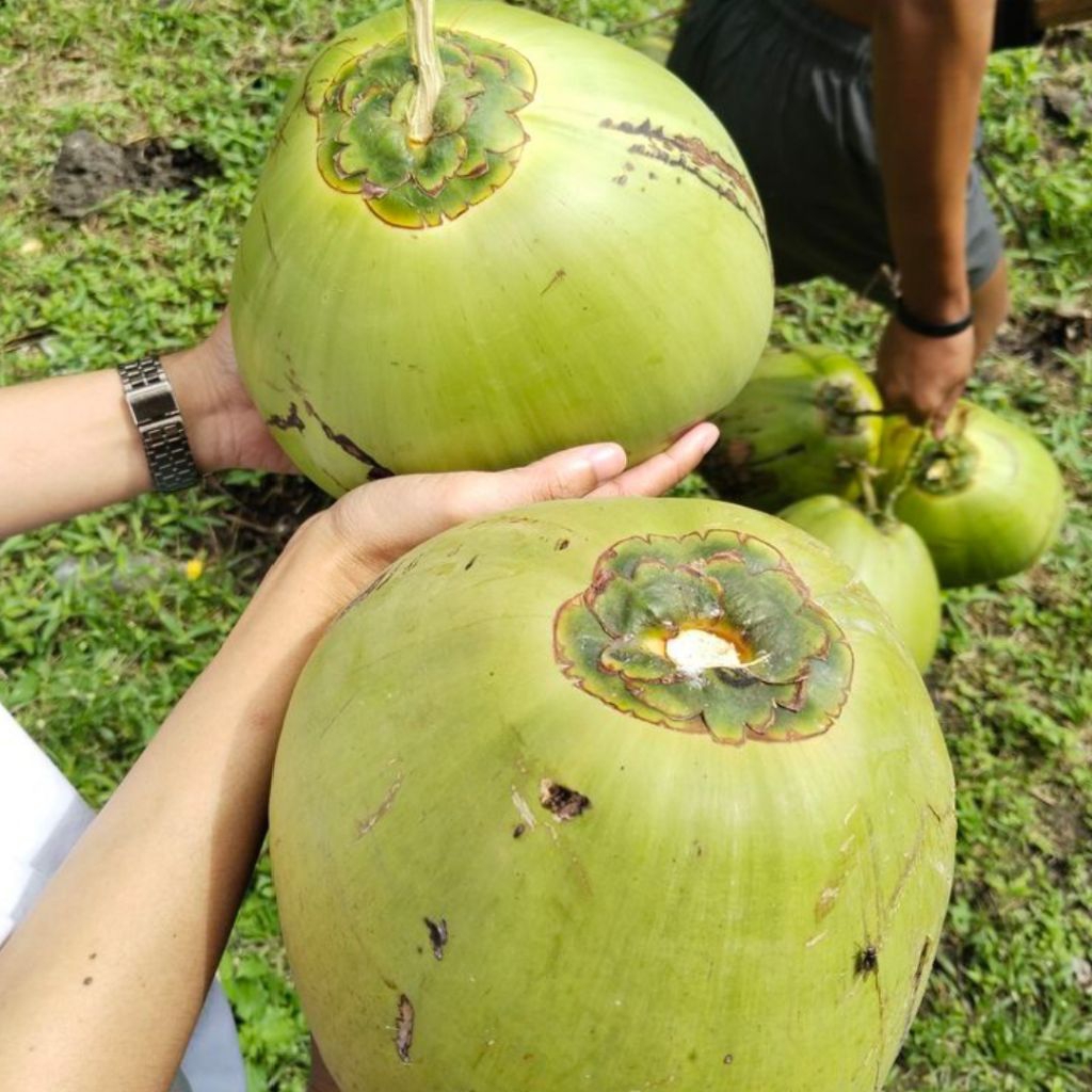 

KELAPA MUDA FRESH UKURAN B KESEGARAN MAKSIMAL LANGSUNG DI AMBIL DARI KEBUN