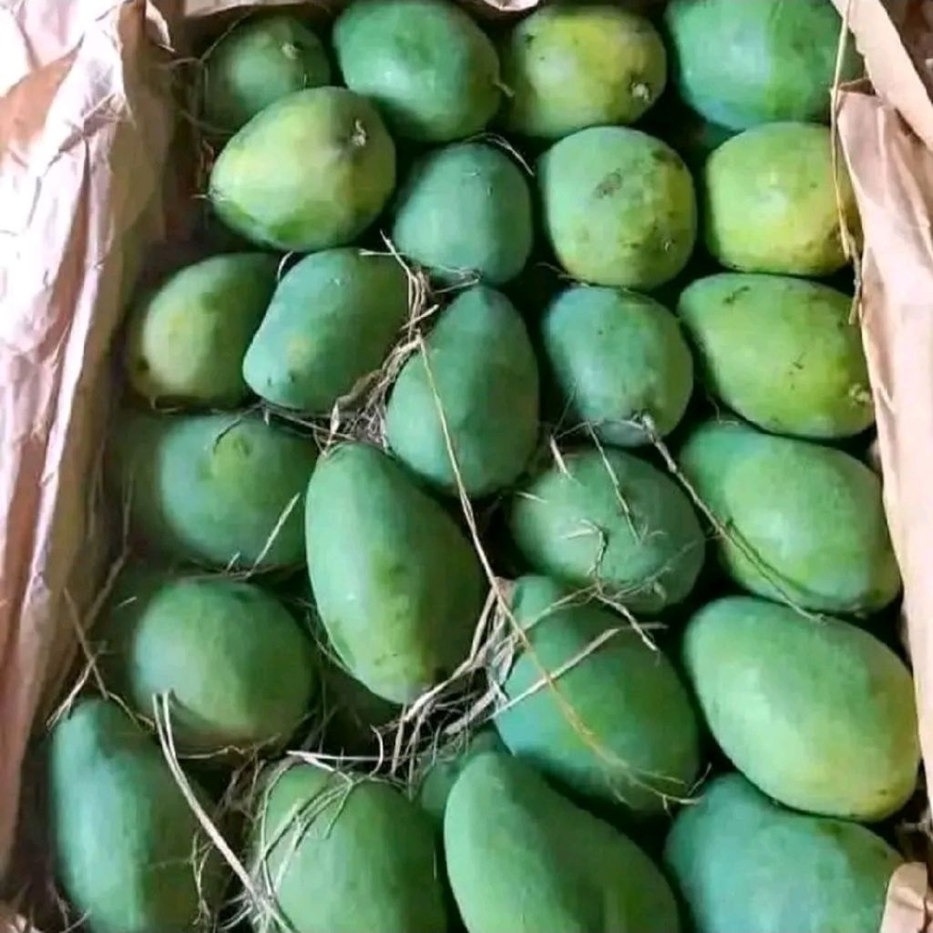 

Mangga Super Jumbo Segar Manis Pol