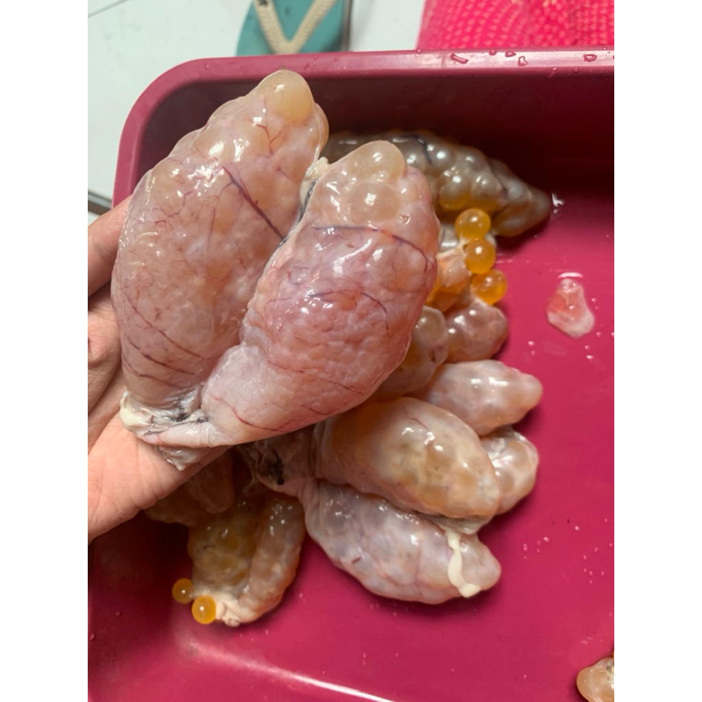 

TELOR IKAN MANYUNG KHUSUS LUAR KOTA/JAWA BALI INCLUDE PACKING