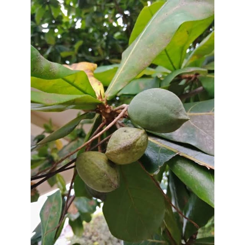 

buah Katapang fresh per 1kg