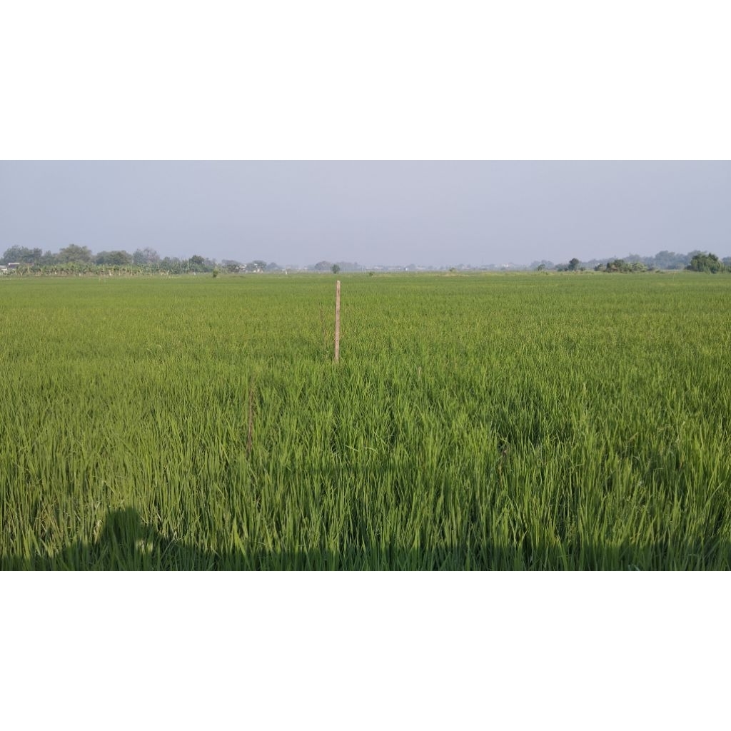 

Beras Baru 1 Kg (Langsung dr petani)