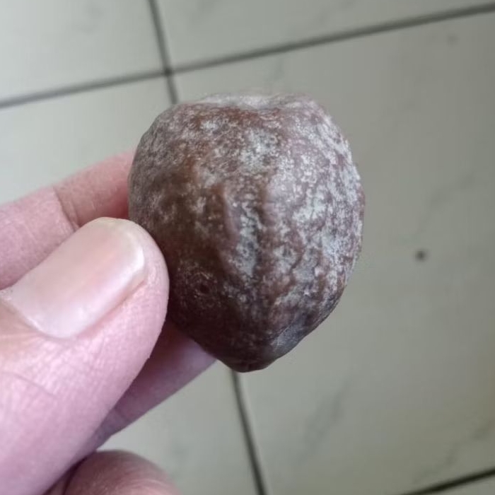 Kemiri Adu Muncang Adu Mayit MD Junior Pasangan Mewah Rel Urat Dua