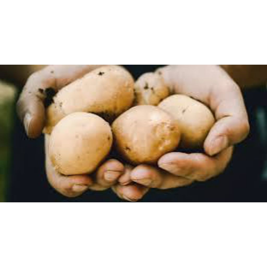 

KENTANG SAYUR JUMBO ASLI DARI BROMO