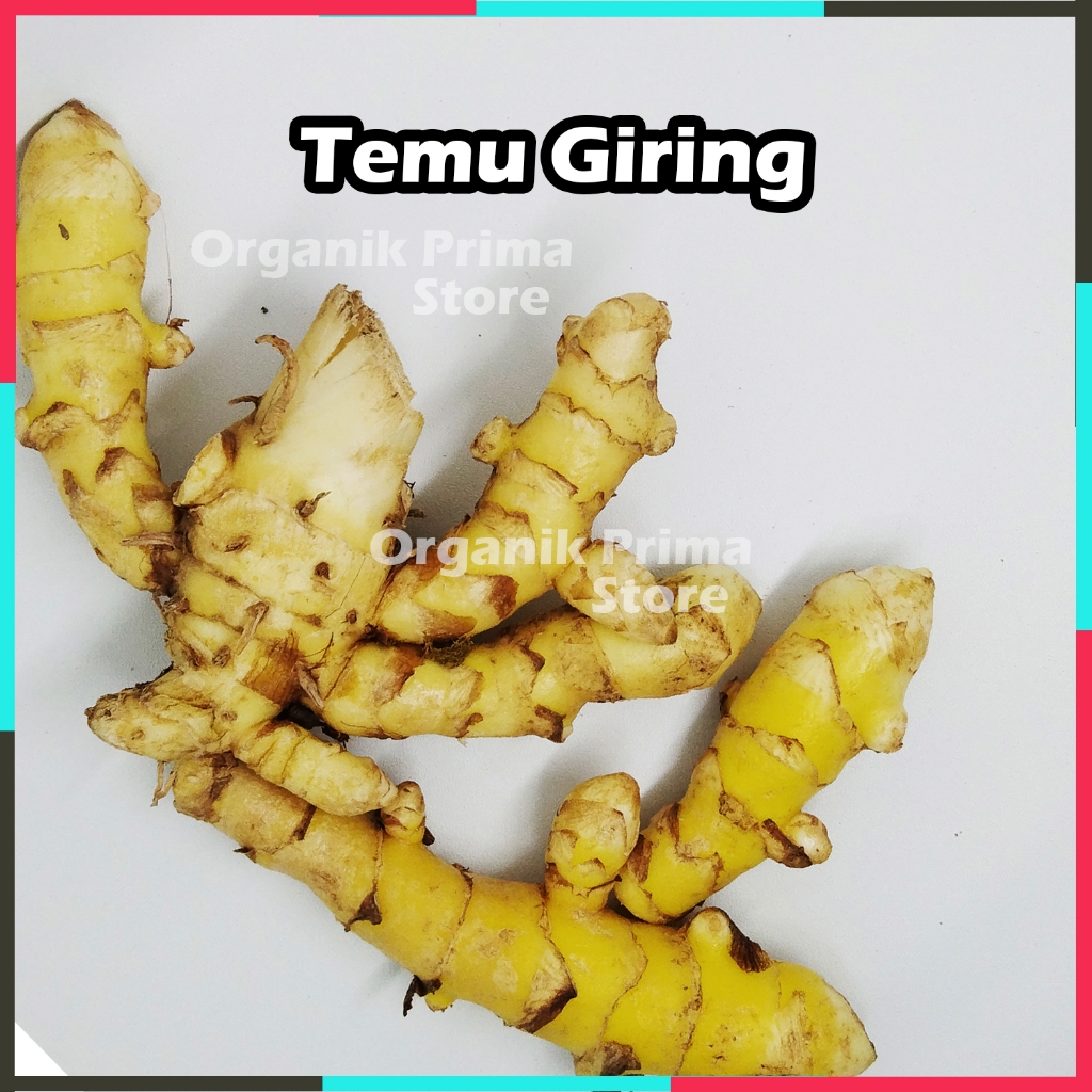 

Temu Giring Segar 250gr Asli dan Organik
