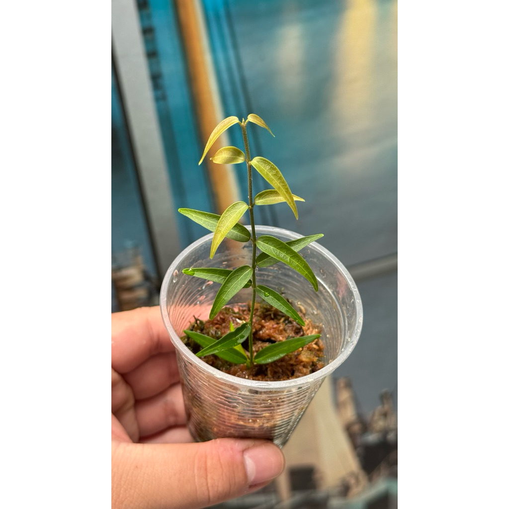 Hoya oligantha sp papua