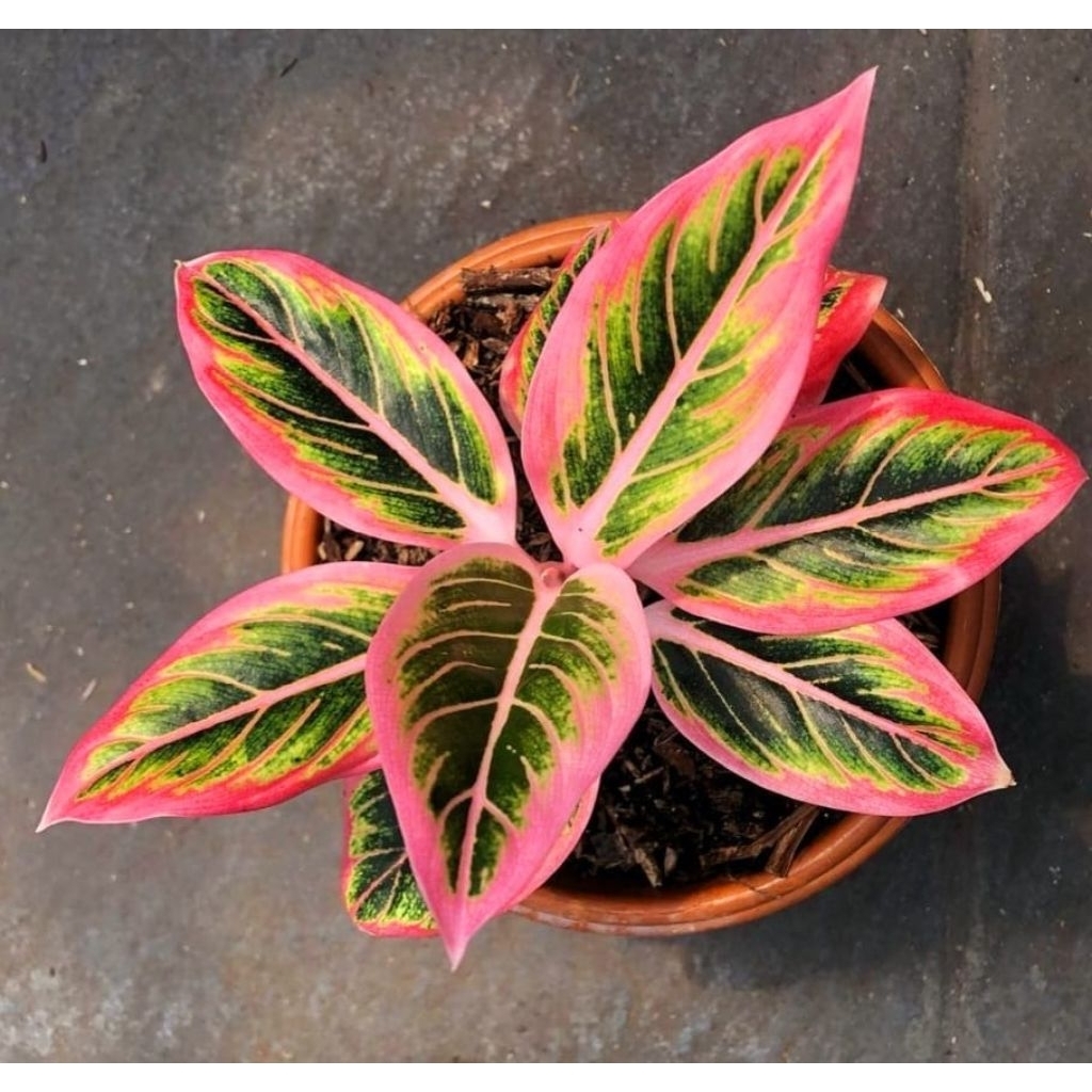 Tanaman Hias Aglonema Lotus Delight Bibit Bonggol BERAKAR Bertunas Pasti Tumbuh / Tanaman Hias Bongg