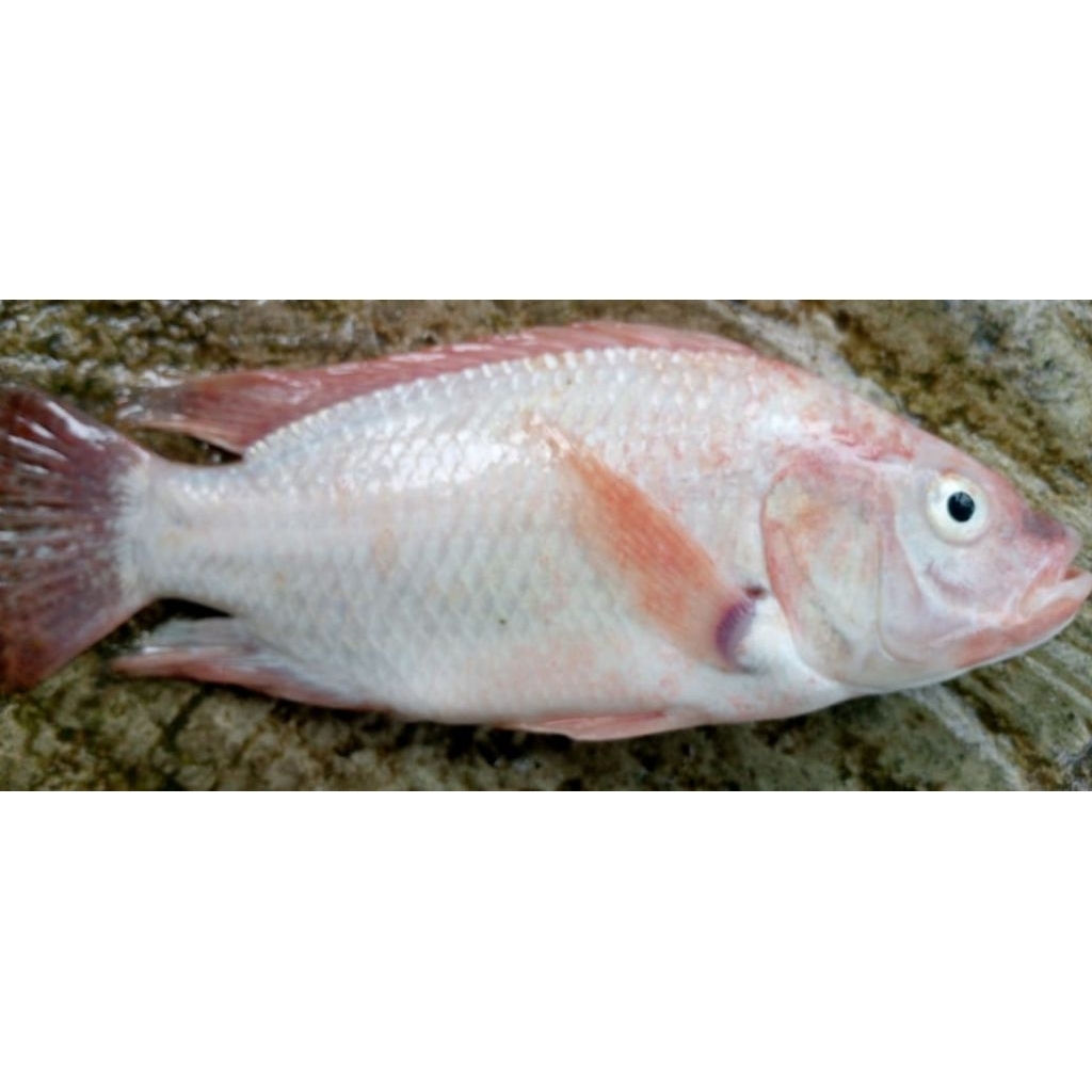 ikan nila merah konsumsi