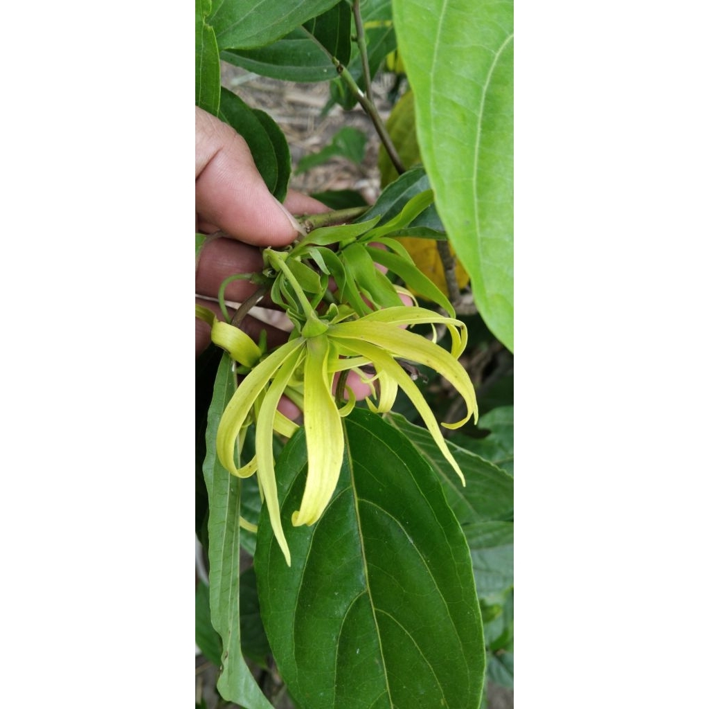 

Bunga Kenanga per biji