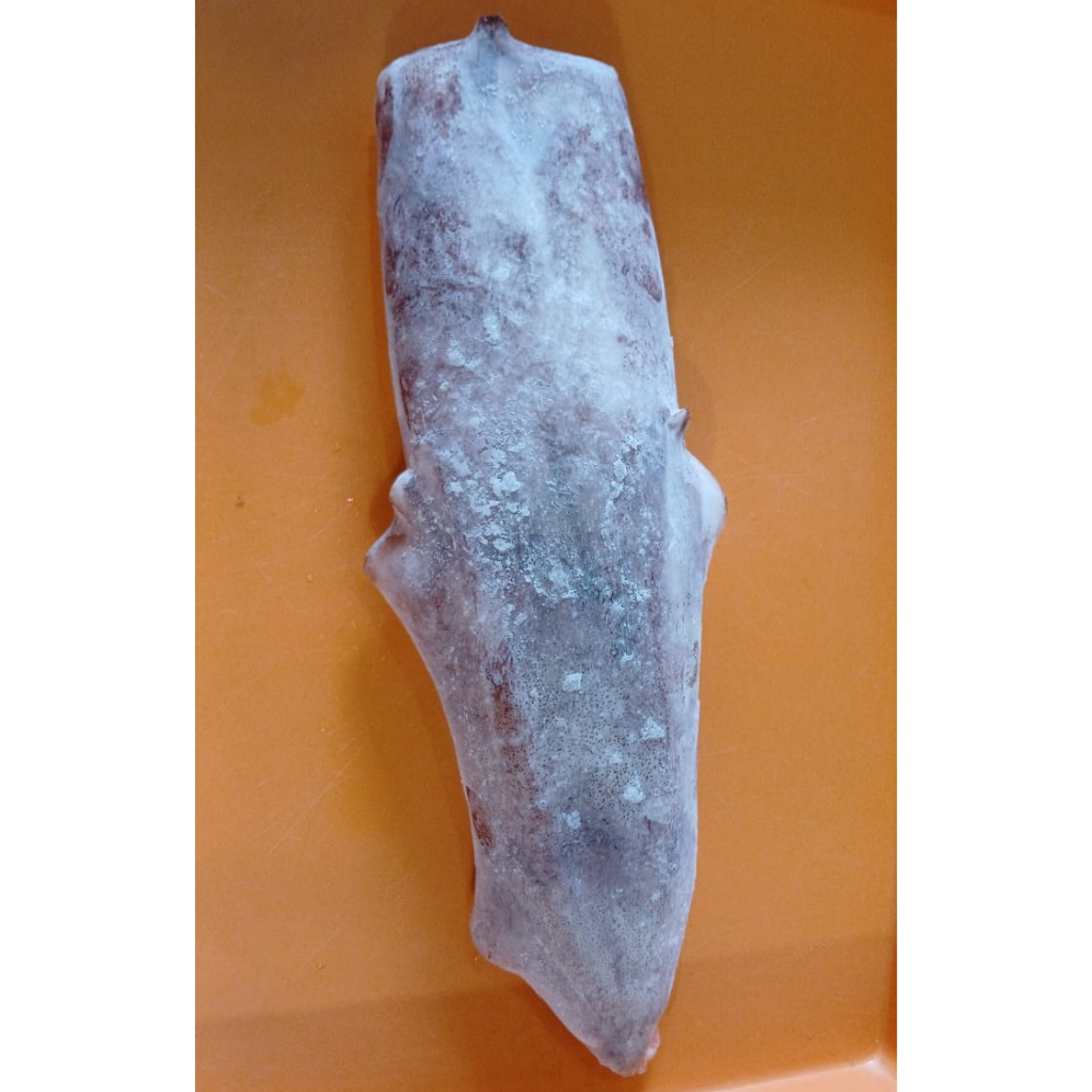 

Cumi Teropong Utuh Bersih - Loligo Squid Whole Cleaned