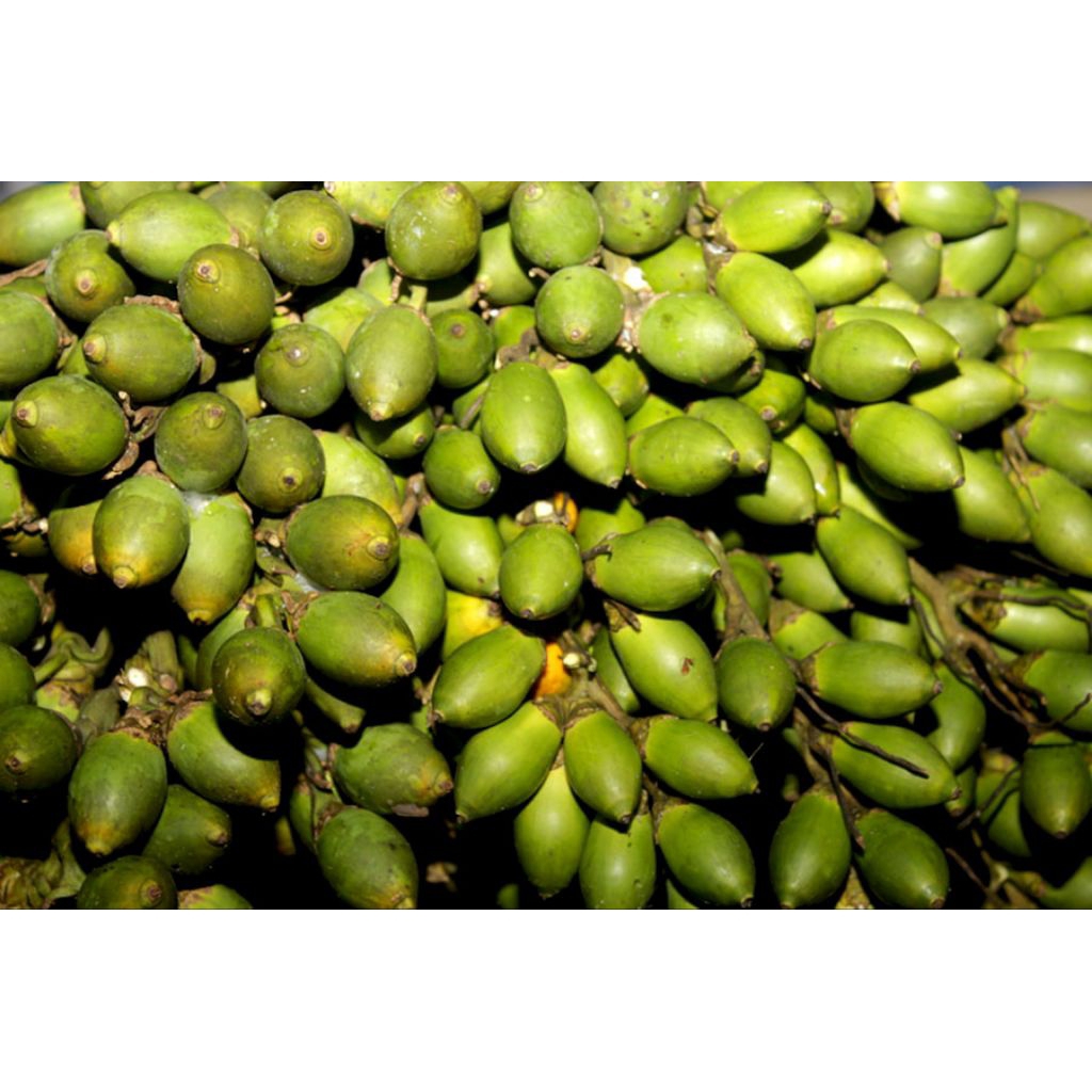 

Pinang muda segar/Buah pinang muda segar 1 kg/herbal penambah stamina