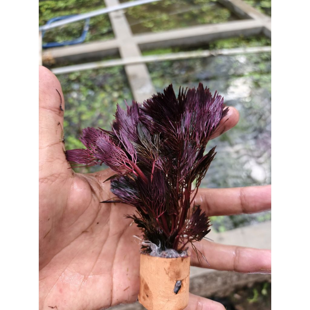 tanaman aquascape cabomba super red media pot