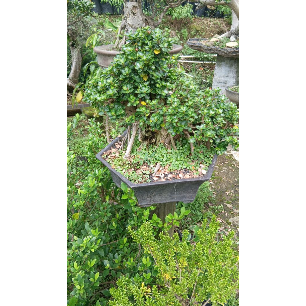 bonsai beringin dolar micro rimbun batang besar