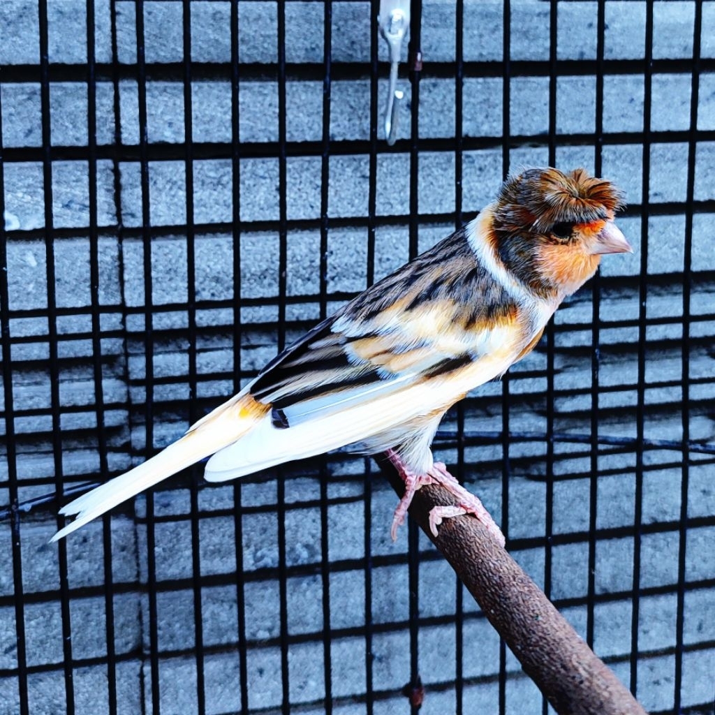 Kenari Jambul/Gloster Bon Orange - Jantan Gacor (Only Instant Delivery)