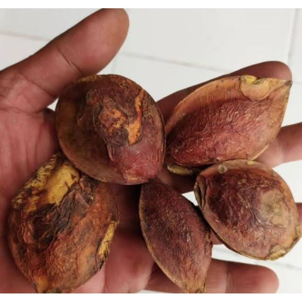 

Buah biji Ketapang kering 1 kg