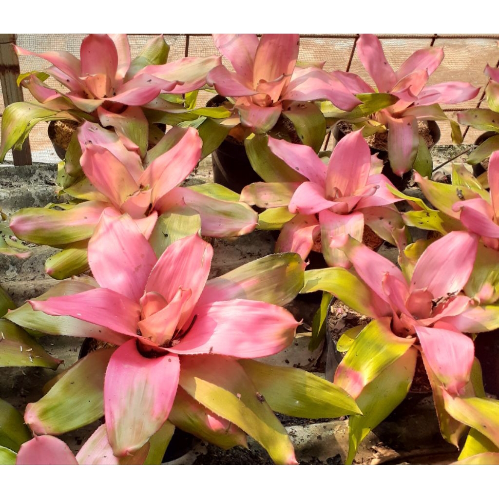 Tanaman hias Bromelia deby pink-Bromelia pink