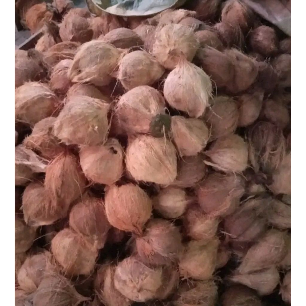 

Kelapa tua / kelapa santan utuh 10 biji