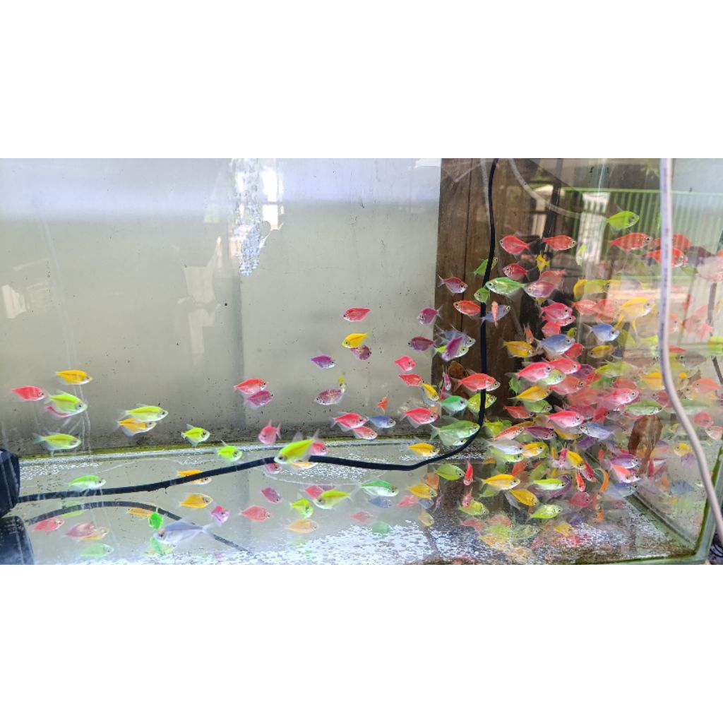ikan glowfish 10ekor