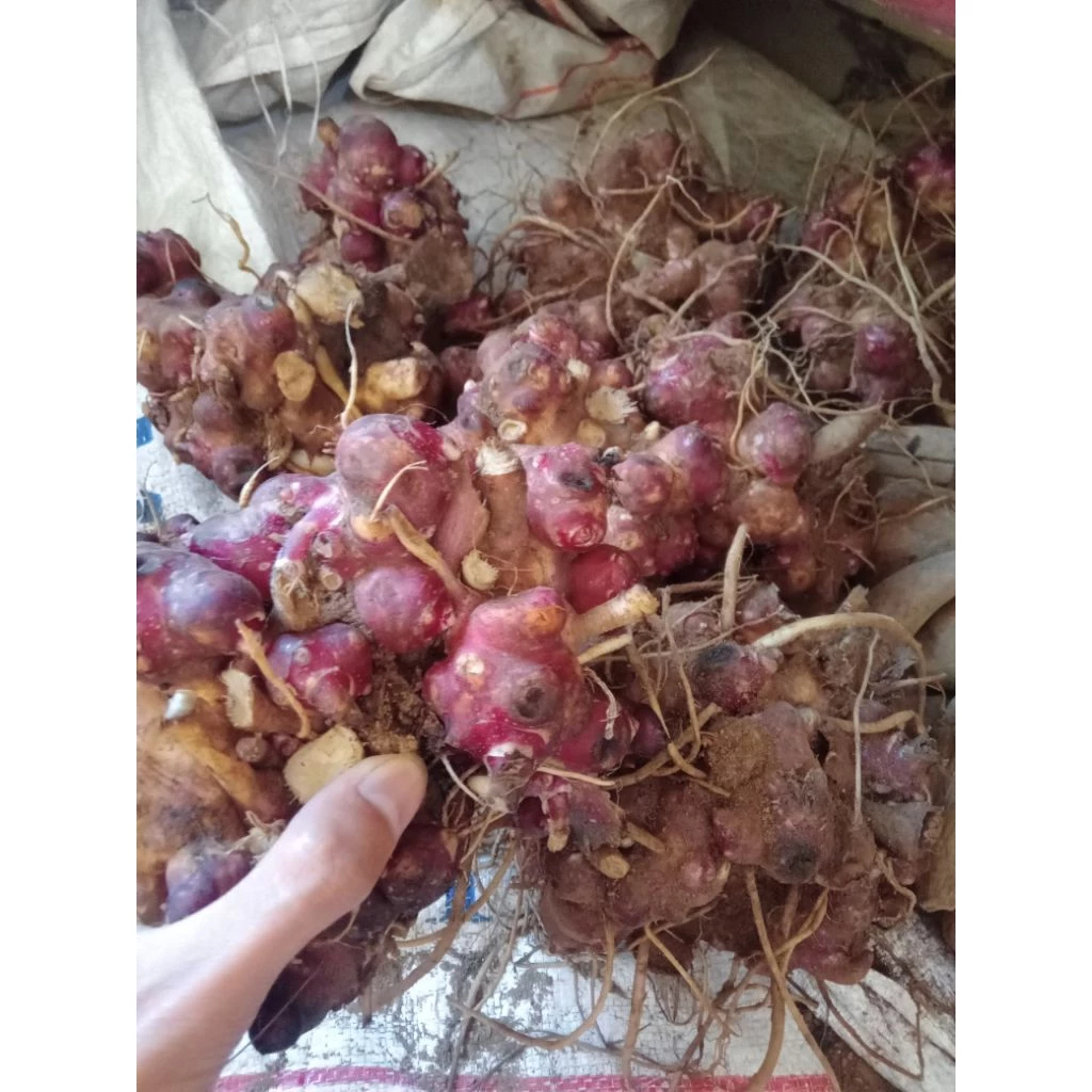 

Bibit umbi yakon rimpang tunas umbi yakon kualitas super