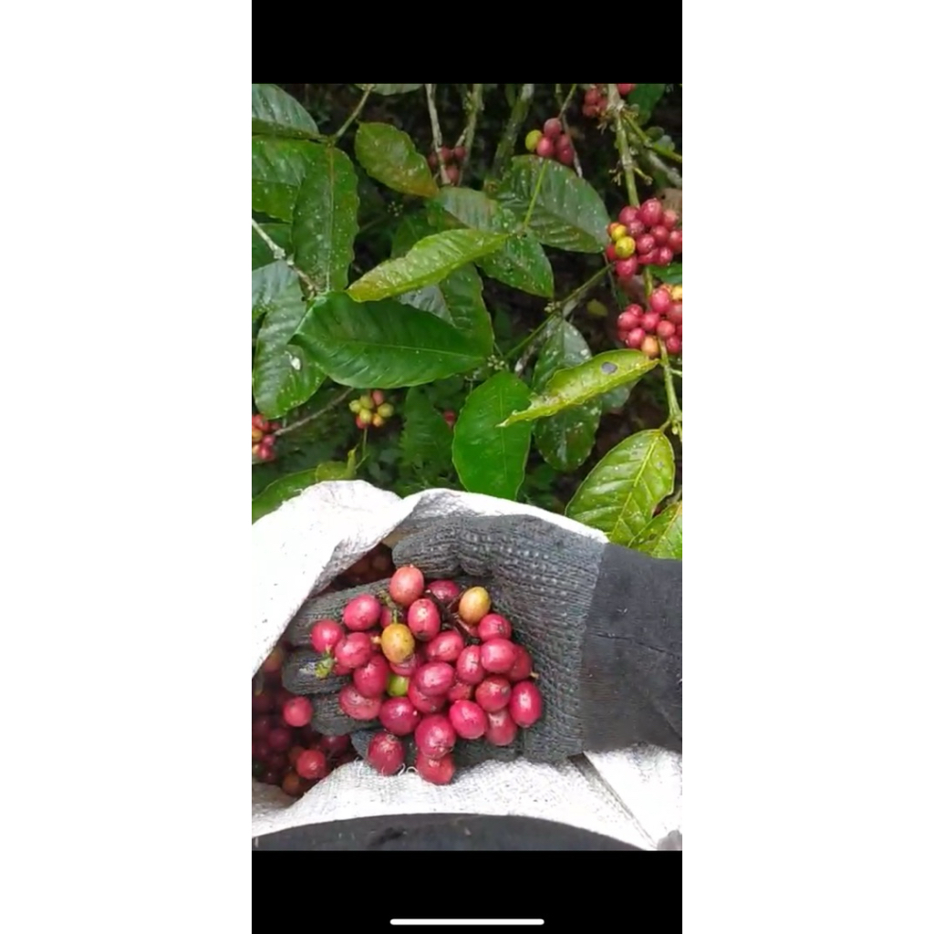 

ready kopi robusta green bean / kopi asli malang selatan kemasan 1kg