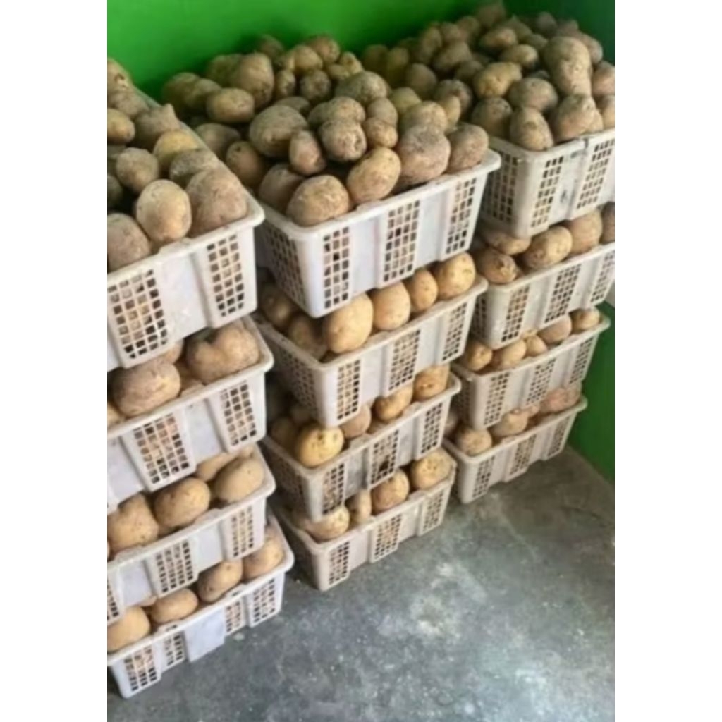 

kentang dieng SUPER ukuran besar 1 kg