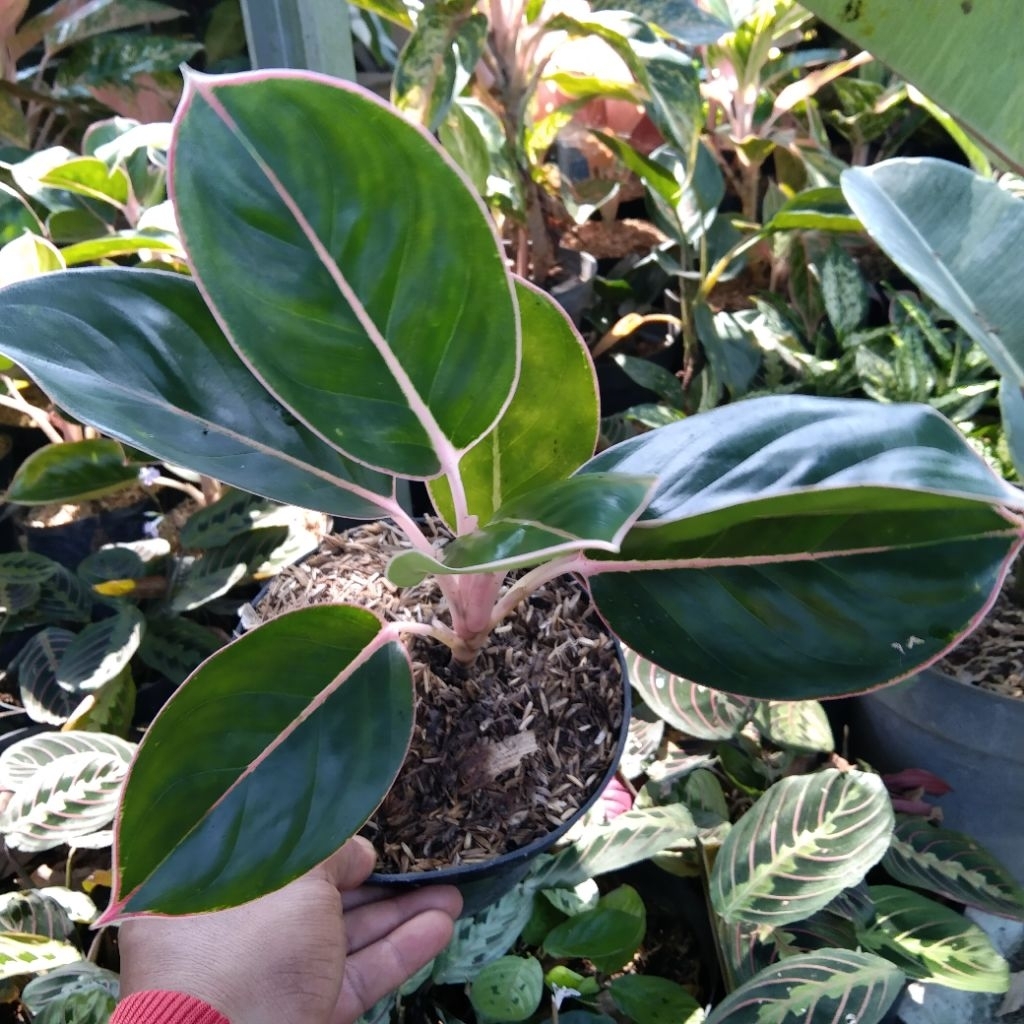 Tanaman hias aglonema lipstik black -  aglo flaminggo daun Bulat