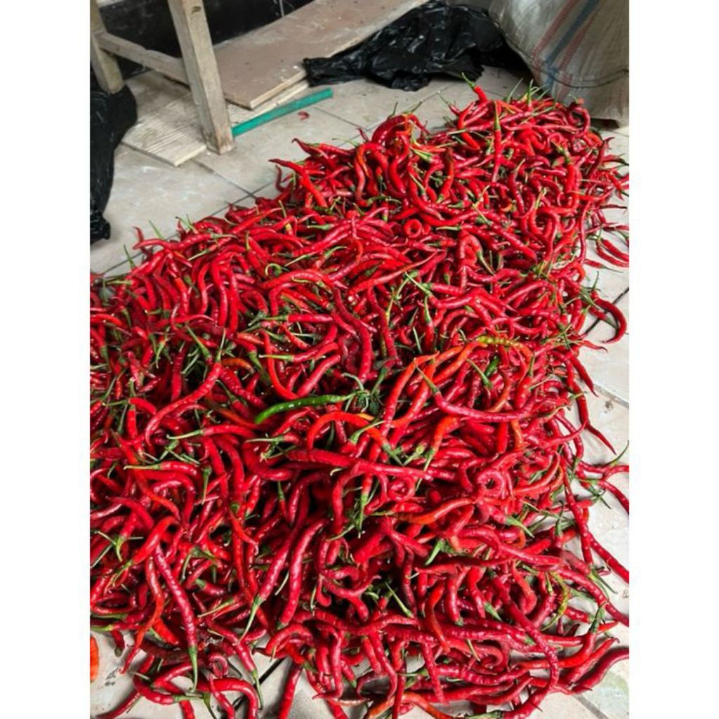 

Cabe Merah Kriting Pedas 1 Kg / 500 Gram Langsung Dari Kebun