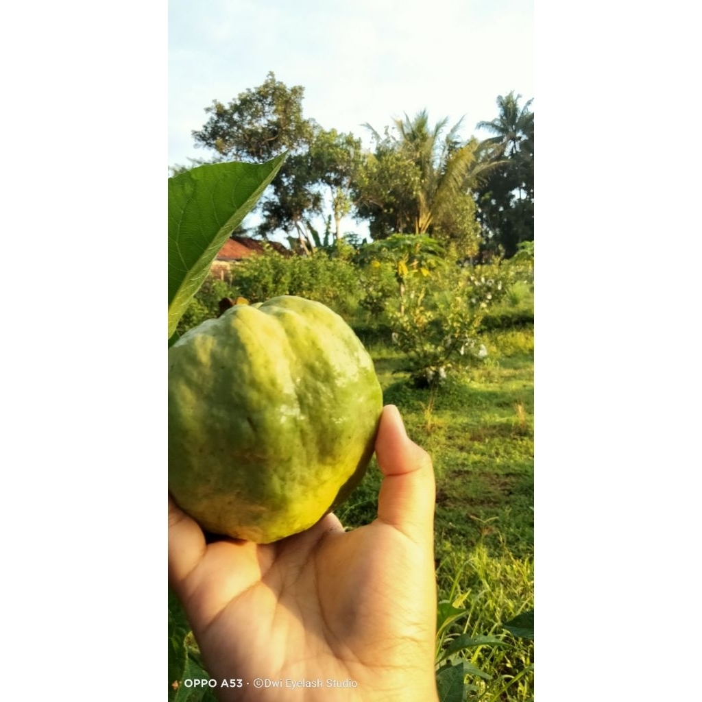 

JAMBU KRISTAL KEBUMEN ASLI MANIS