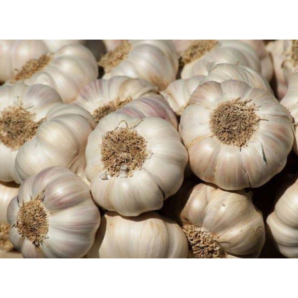 

Bawang putih bersih dan fress 1/4 atau 250 gram