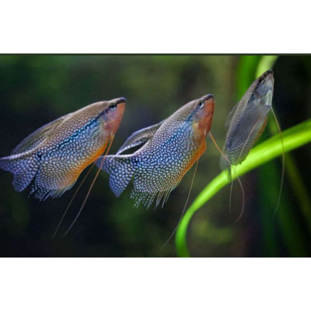 Sepat Mutiara hiasan akuarium | aquascape