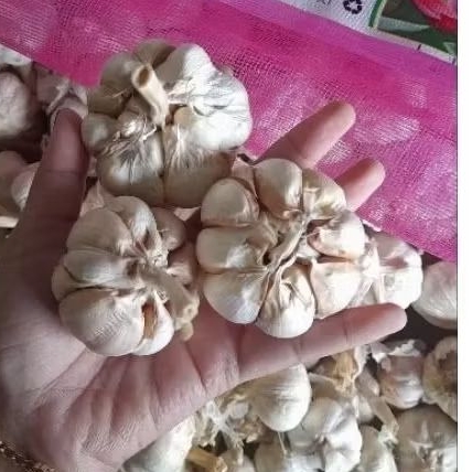 

Bawang Putih Sinco