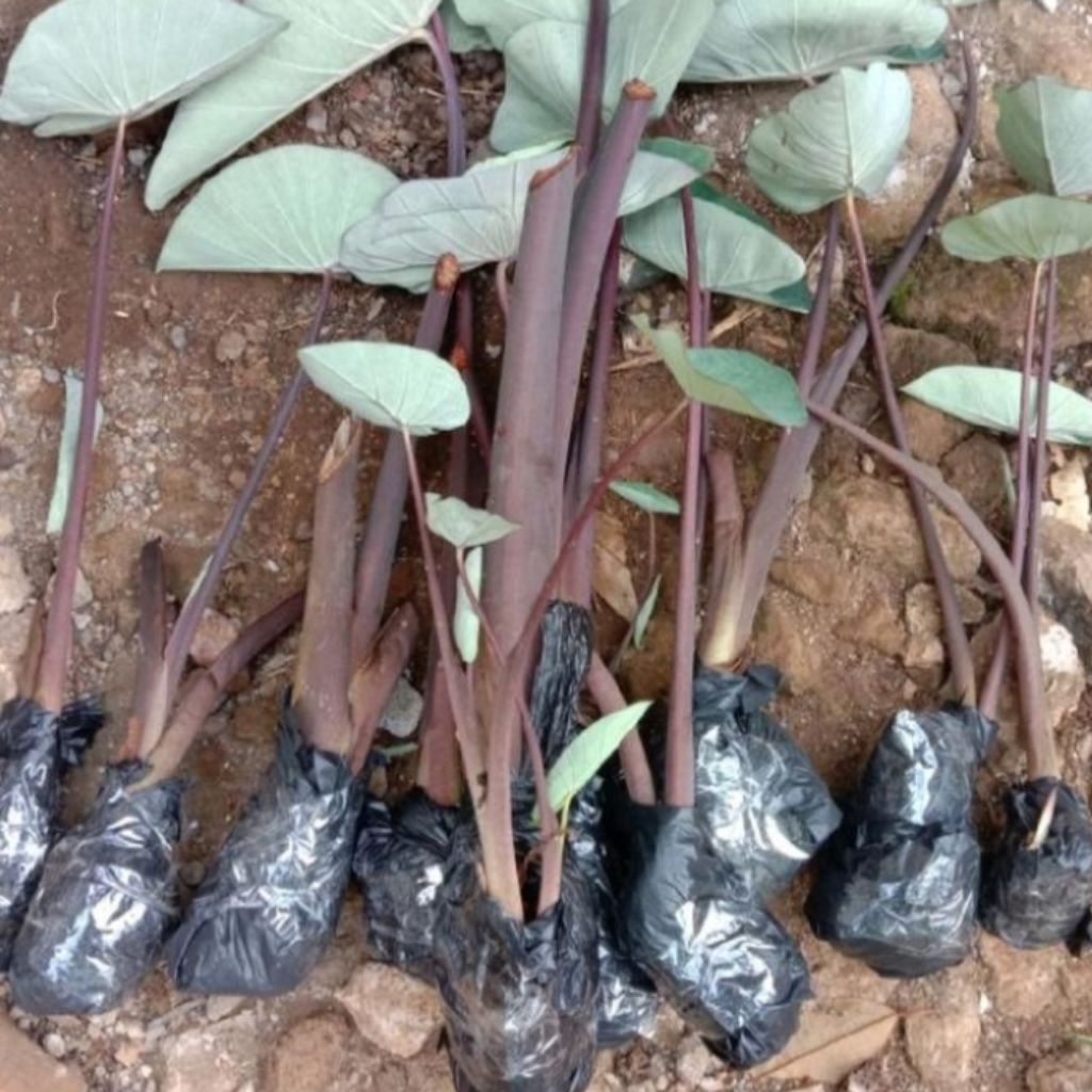 bibittalas hitam/talas kimpul kimpul pul untuk bahan sayur mayur per 10bibit