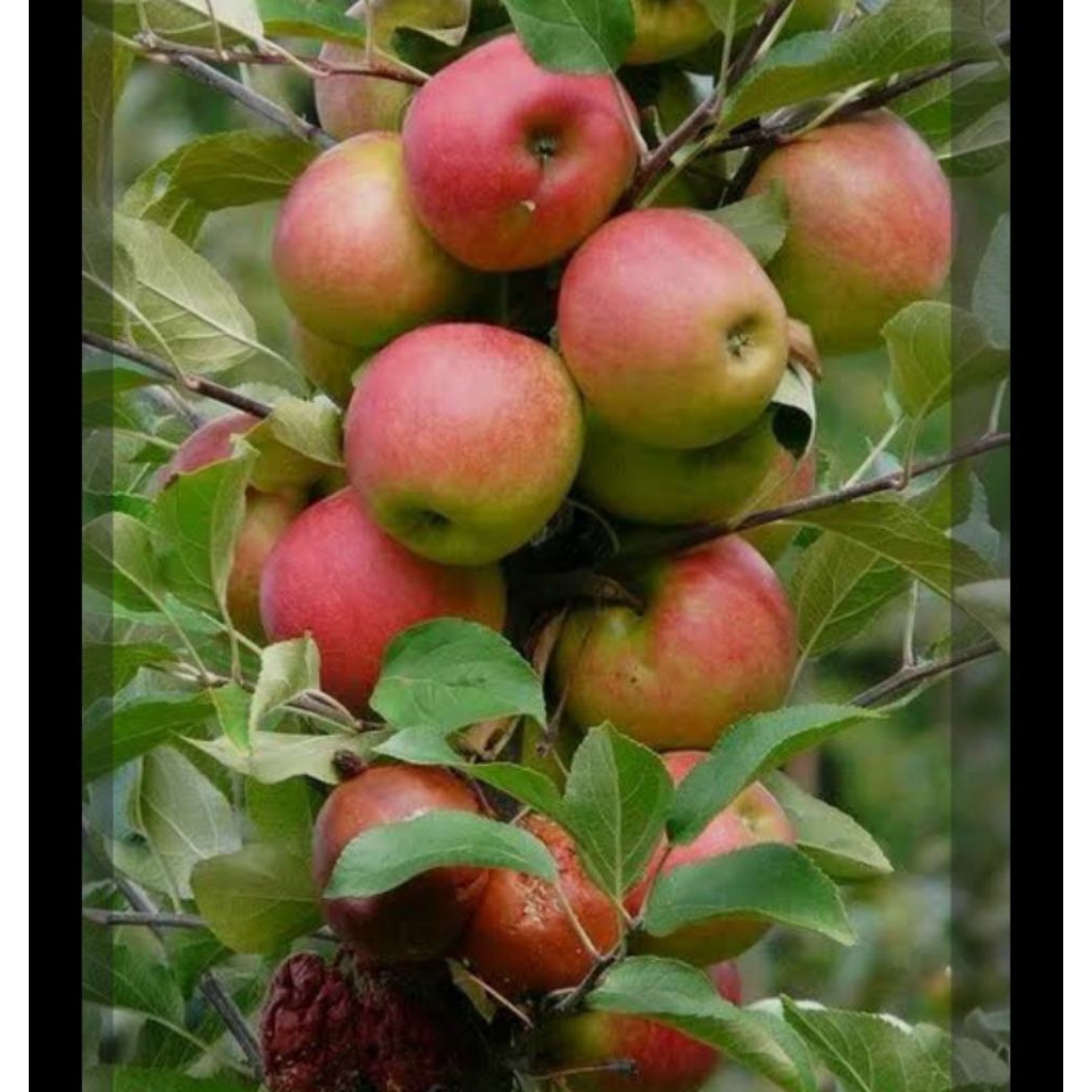 

buah apel, BUAH APEL DAN