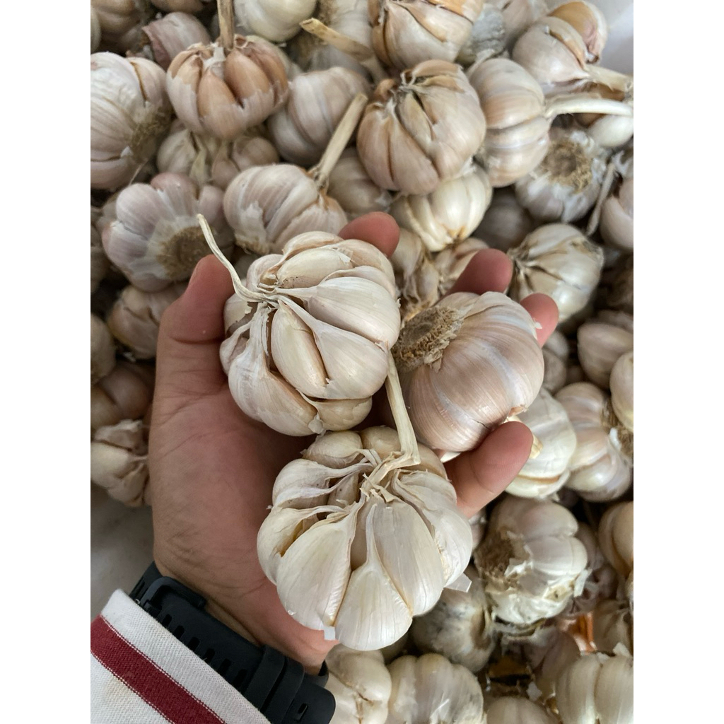 

bawang putih sinco 1kg