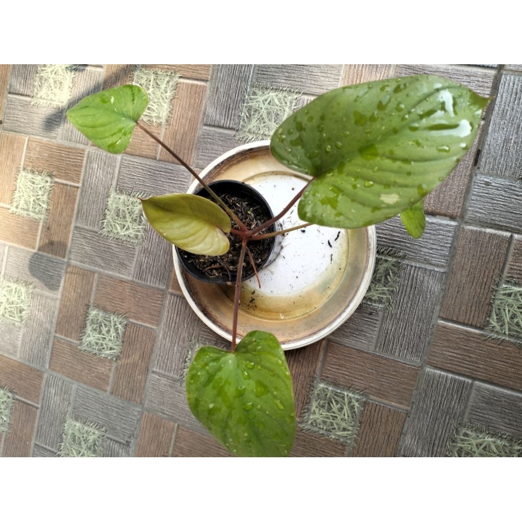 Homalomena Thai Stardust Pink