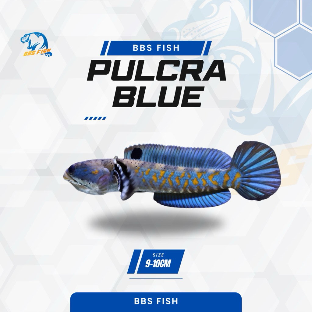 Pulchra blue CB 9-10cm / Blue pulchra / blue pulkra progres free sticker instan