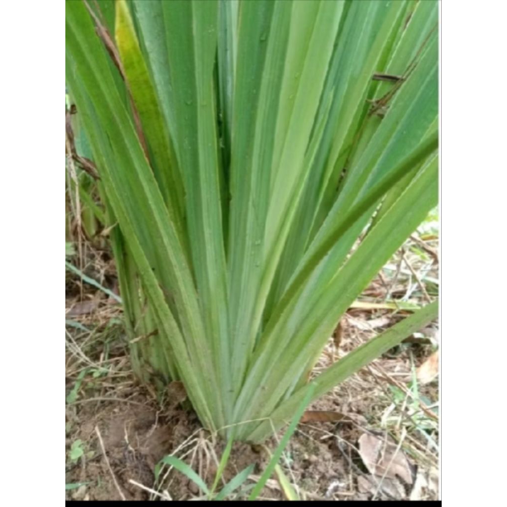 bibit tanaman Dlingo/ jerangau silver siap tanam