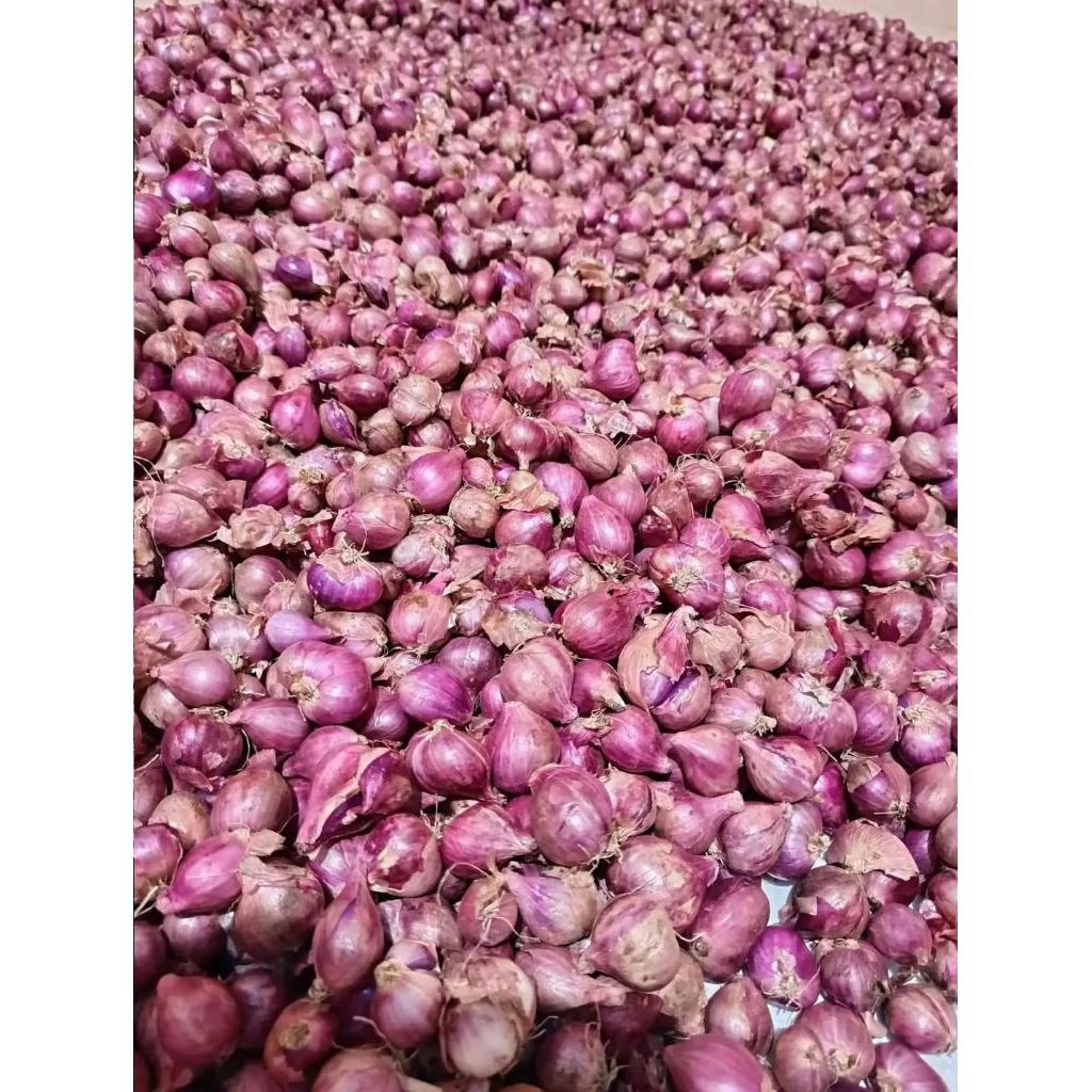 

Bawangmerah besarsuper 250gr