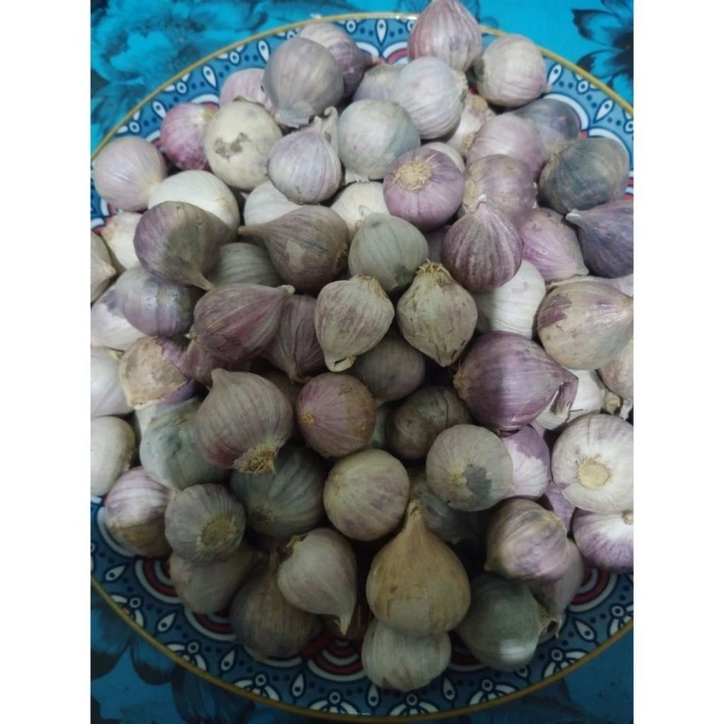 

Bawang putih tunggal/lanang ukuran besar (1 - 2 cm)