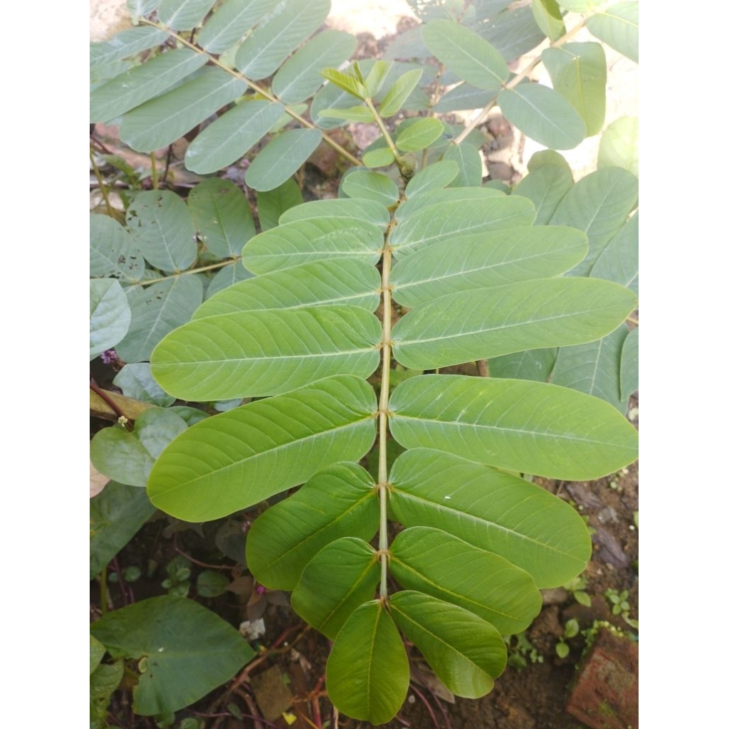 

Daun ketepeng atau kimanila (500gr)