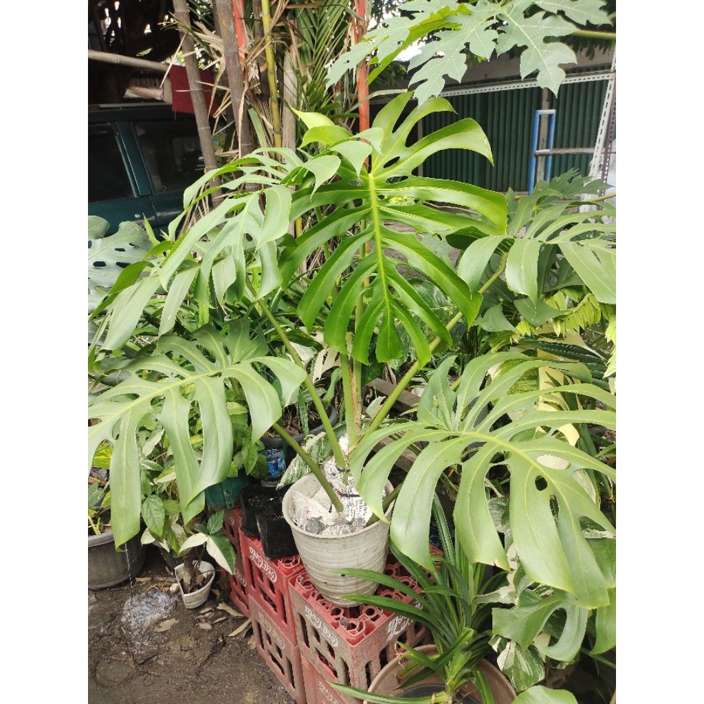 monstera Brazilian form big size